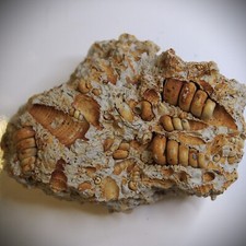 167gr Gastropod Granulolabium