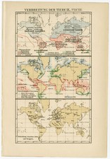 Weltkarte Tiergeographie