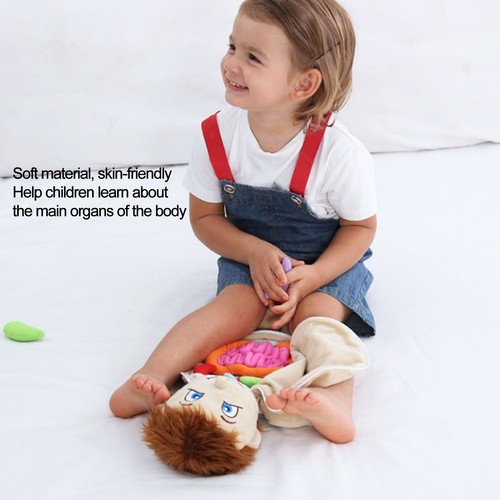 Anatomie lernen puppe - lernen,