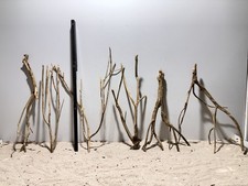 Talawa Wurzel  Gr. L ähnlich Moorwurzel, Moorkien,Mangrove #625 SET 6 Stück