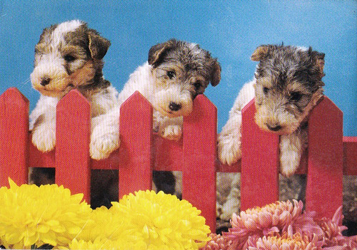 Fox terrier postkarte - fox,