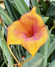 Masdevallia Circe ‚Velvet Glow‘ Select NEW blühende Pflanze Orchideen Dracula