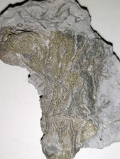 Seelilie pyritisiert