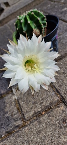 Blühfähiger domino kaktus - blühfähiger, domino-kaktus