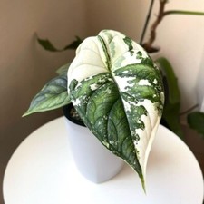 80001686 Alocasia Serendipity Indoorplants Camouflage Plants 3 Samen