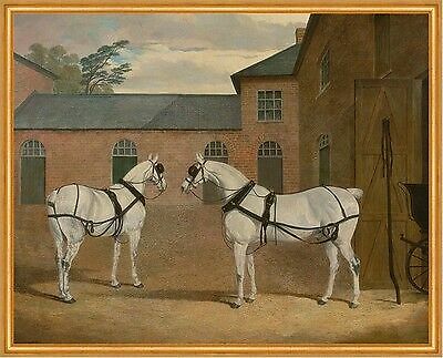Grey carriage horses zugpferde - grey,