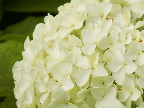 Ball hortensie hydrangea - ball,