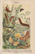 Schmetterlinge Raupen Gräser Schwalbenschwanz LITHOGRAPHIE von 1899 Gräse
