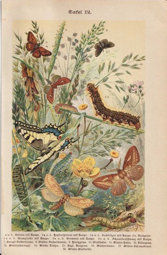 Schmetterlinge raupen gräser - schmetterlinge,
