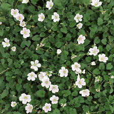 Reiherschnabel Erodium