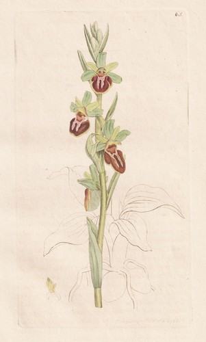 Ophrys aranifera orchideen - ophrys,