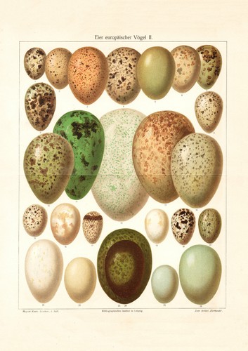 Eier europäischer vögel - eier,