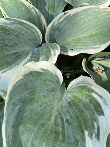 Hosta nino 1 - nino,,