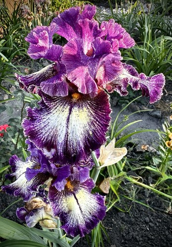 Schwertlilie iris all - schwertlilie,, „all