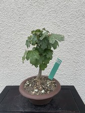 Shohin pre bonsai acer - pre-bonsai,