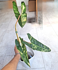 Philodendron Billietiae