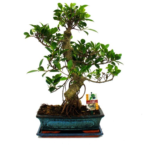 Exotenherz bonsai - -,