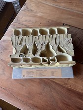 Altes Somso Lehrmodell