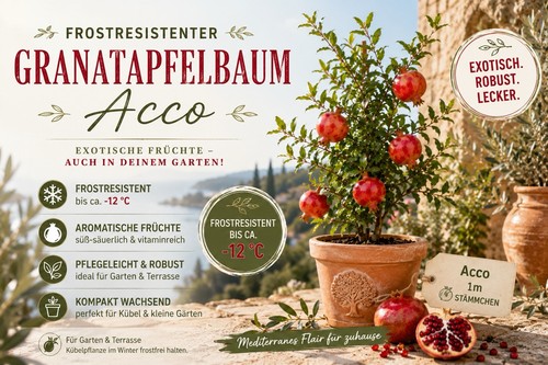 Granatapfelbaum acco - acco, 1m