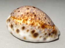 Meeresschnecke Cypraea lynx   -Ägypten-   shell Muschel