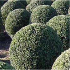 Niedriger bergilex stechpalme - niedriger,