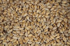 Weizen aus NRW, Futterweizen