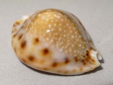 Meeresschnecke Cypraea