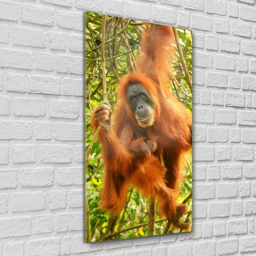 Glasbilder wandbild glasfoto - glasbilder,