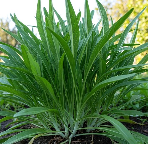 Mibuna japanese greens - greens, –