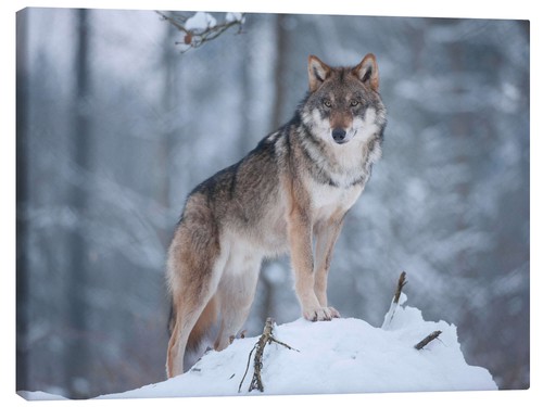 Leinwandbild grauer wolf - leinwandbild, im