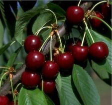 Lapins, selbstfruchtbare Süßkirsche, Buschbaum (kleinbleibend), 120-140cm im Top