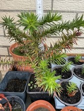 Araucaria araucana - Schmucktanne  23cm Winterhart - Andentanne (3 Jahre)