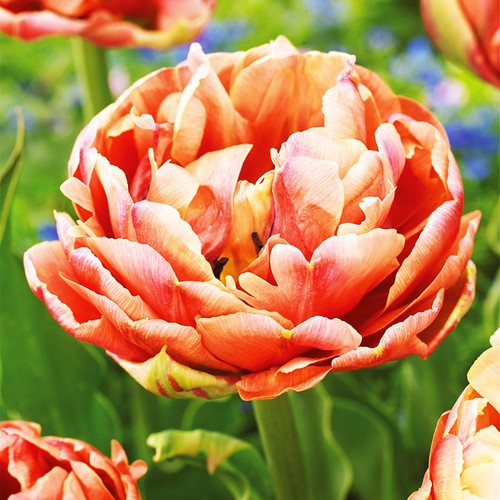 Tulpen blumenzwiebeln zwiebeln - tulpen,