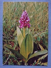 alte Ansichtskarte Postkarte AK Helm Knabenkraut VEB Postkarten Verlag Berlin