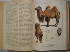 Kosmos, 4 Bände 1925 bis 1928