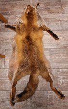  Echtes Fuchsfelle Komplett Ganzer Fuchs Larp Mittelalter Ca 100 Cm