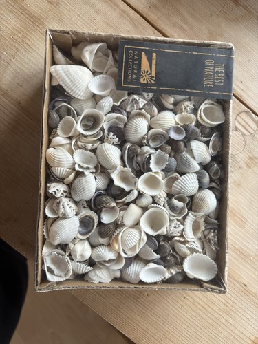 Medium mixed seashells - mixed,