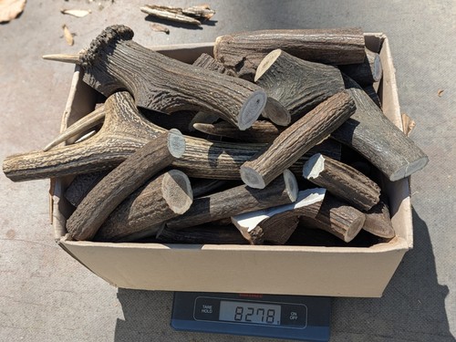 3kg rothirsch geweihstange - rothirsch,