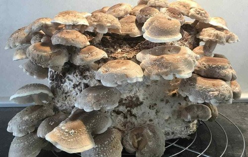 Shiitake fertigkultur - shiitake,