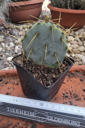 Opuntia chisoensis frosthart