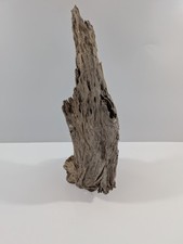 Mangrovenwurzel #03 (LBH ca