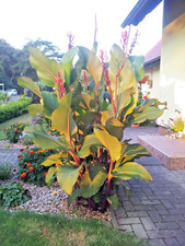 ??? 5 x Rhizom *TOP* RIESEN CANNA?2,5m- 3m? Canna INDICA GRANDE ROT ?