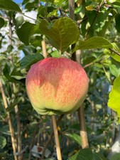 Apfelbaum Aport Almaaty ca