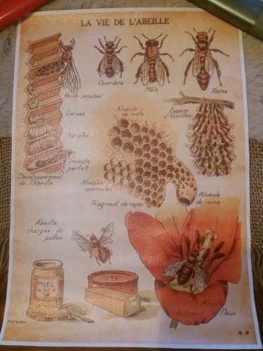 Bienen und ihre