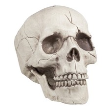 Schädel jawbone - schädel,