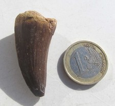 Saurier Zahn mit Certifikat