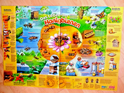 59x41 poster honigbienen biene - poster,
