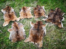 Muflon  Wildschaf Muffelwild Fell gegerbt Larp Deko ÖKO 2.Wahl Schnäppchen