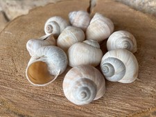 Schneckenhäuser 10 Stck