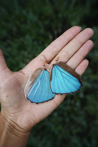 Echte schmetterling ohrringe - echte,